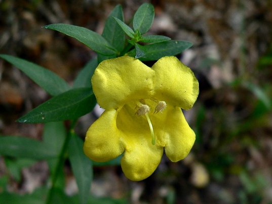 {Aureolaria levigata}